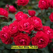 Double knock rose for sale  Fort Mill