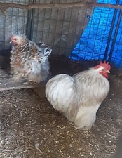 Bobtail blue mix for sale  Mountain View