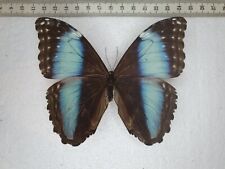 Morpho daidemia female gebraucht kaufen  Bielefeld