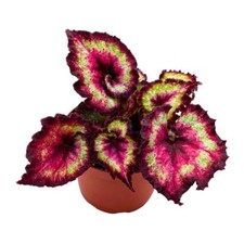 Harmony heart breaker for sale  Sorrento
