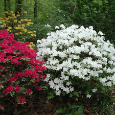 White azalea japanese for sale  UK