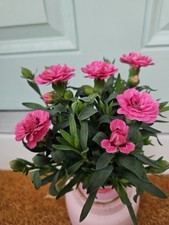 Dianthus pink perennial for sale  LONDONDERRY