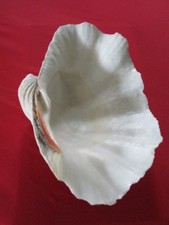 strombus gigas gebraucht kaufen strombus gigas gebraucht kaufen Berg b.Neumarkt i.d.OPf.