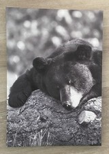 urso mdf comprar usado urso mdf comprar usado Enviando para Brazil