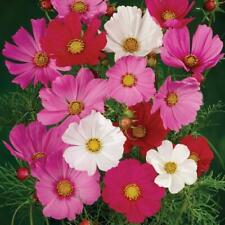 Cosmos dwarf sensation for sale  Sevierville