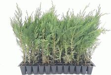 Murray cypress tree for sale  Tazewell