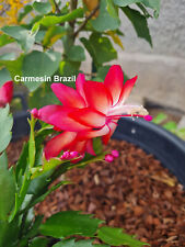 Schlumbergera hybrid carmesin for sale  Shipping to Ireland