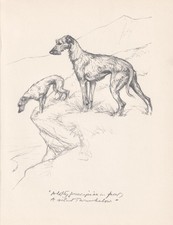 1936 scottish deerhound for sale  BIDEFORD