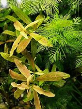 Dwarf sagittaria riccia for sale  SOUTH CROYDON