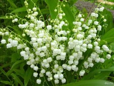 Lily valley fragrant for sale  Bloomfield Hills