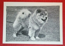 Cartão fotográfico CHOW CHOW vintage década de 1950 FE04M comprar usado  Enviando para Brazil