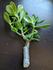 Thick cutting jade for sale  Lake Forest