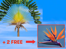 Travellers palm tree for sale  Spring Lake