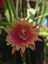Epiphyllum clarity elin for sale  Milpitas