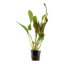 Echinodorus red diamond for sale  MANSFIELD