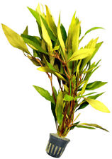 Topf hygrophila angustifolia gebraucht kaufen  Dresden