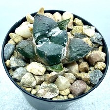 Ariocarpus lloydii rare for sale Ariocarpus lloydii rare for sale  CAERPHILLY