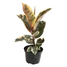 Ficus tineke variegated for sale  Albuquerque