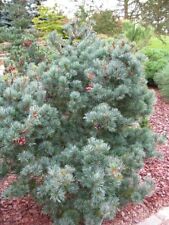 Mädchenkiefer pinus parviflor gebraucht kaufen  Westerstede