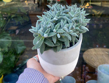 Crassula tarantula houseplant for sale  SOUTHAMPTON