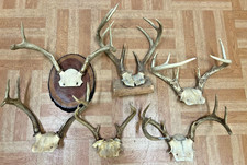 Vintage deer antler for sale  Hershey