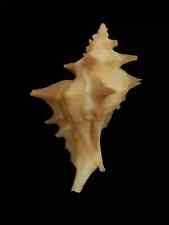 Shell PTEROPURPURA CENTRÍFUGA SEM México 76,5 mm comprar usado  Enviando para Brazil