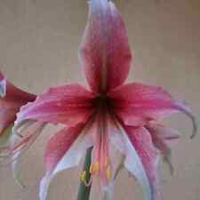 Hippeastrum barln1 variegated usato  Bagnoregio