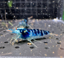 Blue dragonblood caridina for sale  Portland