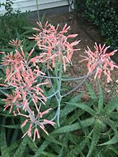 Jumbo aloe maculata for sale  Bluffton