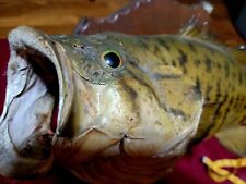 Smallmouth bass fish for sale  Gallatin