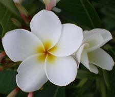 Fresh seeds frangipani for sale  CRIEFF