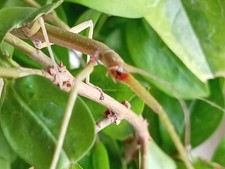 Carausius morosus indian for sale  NOTTINGHAM