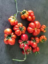 100 graines tomates d'occasion  Les Herbiers