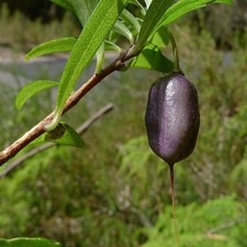 Mela berry viola usato  Spedire a Italy