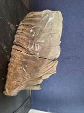 Mammut zahn fossil gebraucht kaufen  Nürnberg
