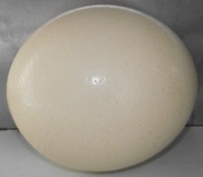 16cm 13cm ostrich for sale  LINCOLN