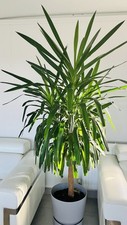 Yucca plant indoor for sale  MANCHESTER