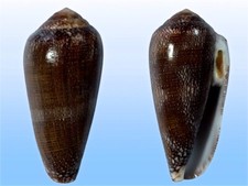 Conidae conus pennaceus usato  Roma