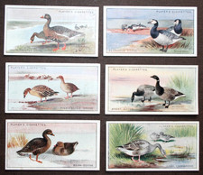 Cartões ilustrados de pássaros BRITISH WILD GEESE 6 x vintage 1927 comprar usado Cartões ilustrados de pássaros BRITISH WILD GEESE 6 x vintage 1927 comprar usado  Enviando para Brazil