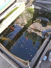 Pond equipment for sale  BRENTWOOD