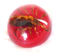 Inclusion résine scorpion d'occasion  Marigny
