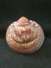 Glycymeris gigantea seashell for sale  Raleigh