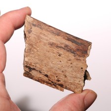 Dinosaur rib bone for sale  Isabel