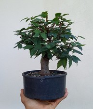 bonsai usato  Sant Anna d'Alfaedo