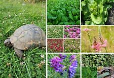 Tortoise food seed for sale  BROCKENHURST
