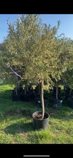 Olive tree sale for sale  SWANLEY