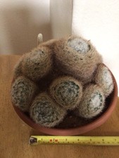Choice mammillaria for sale  CAMBRIDGE