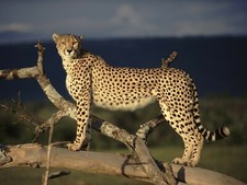 Cheetah 8x10 glossy for sale  Eau Claire
