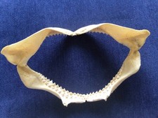 Vintage tiger shark for sale  MANCHESTER