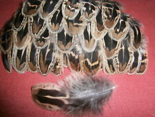 100 hen pheasant for sale  ALFORD